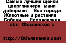 Самые лучшие щенки цвергпинчера (мини доберман) - Все города Животные и растения » Собаки   . Ярославская обл.,Фоминское с.